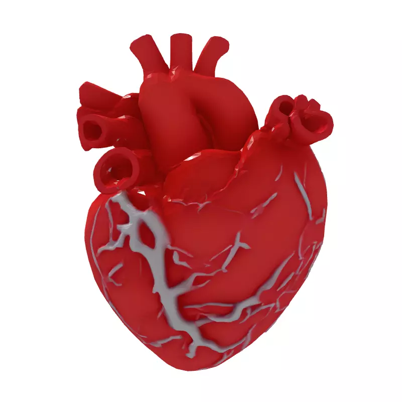 Realistic Anatomical Human Heart 3D Model Low-poly 3D model_7