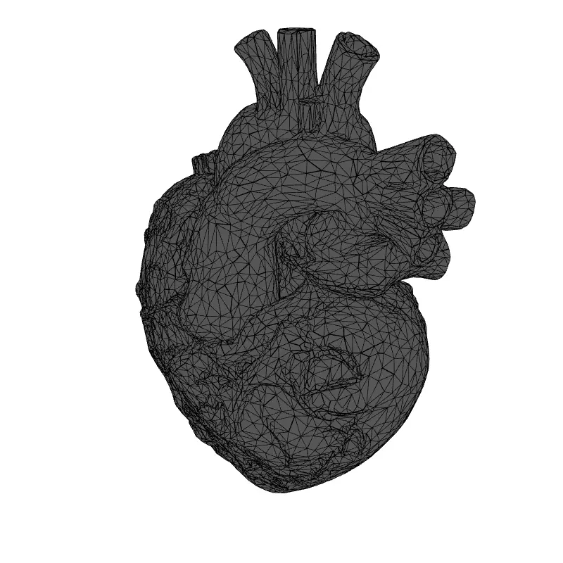 Realistic Anatomical Human Heart 3D Model Low-poly 3D model_9