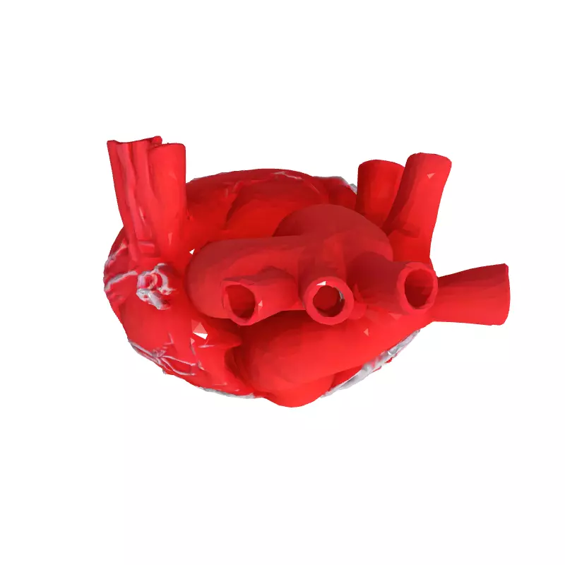 Realistic Anatomical Human Heart 3D Model Low-poly 3D model_8
