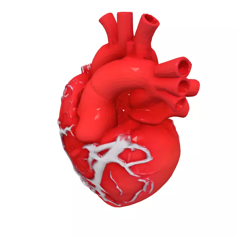Realistic Anatomical Human Heart 3D Model Low-poly 3D model_2