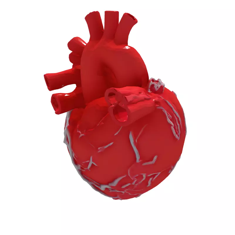 Realistic Anatomical Human Heart 3D Model Low-poly 3D model_6