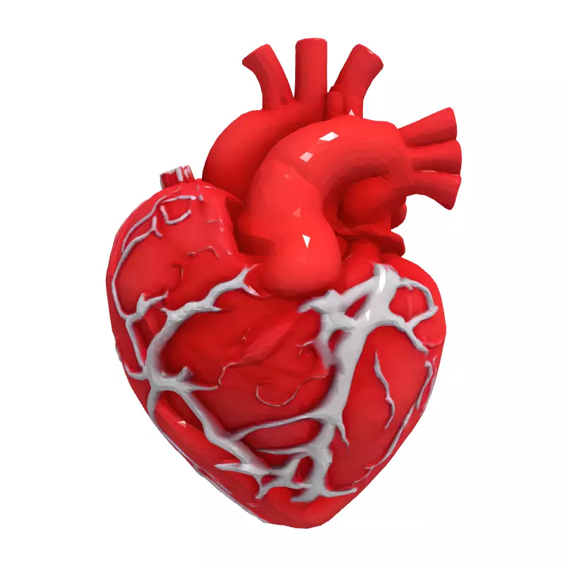Realistic Anatomical Human Heart 3D Model Low-poly 3D model_4