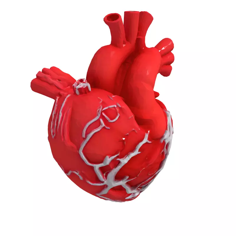 Realistic Anatomical Human Heart 3D Model Low-poly 3D model_3
