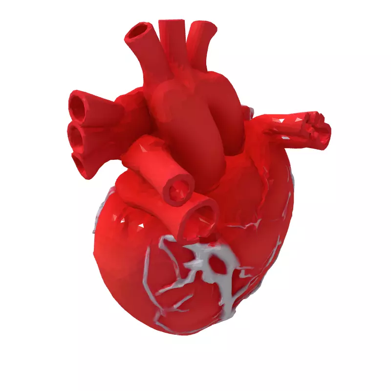 Realistic Anatomical Human Heart 3D Model Low-poly 3D model_5