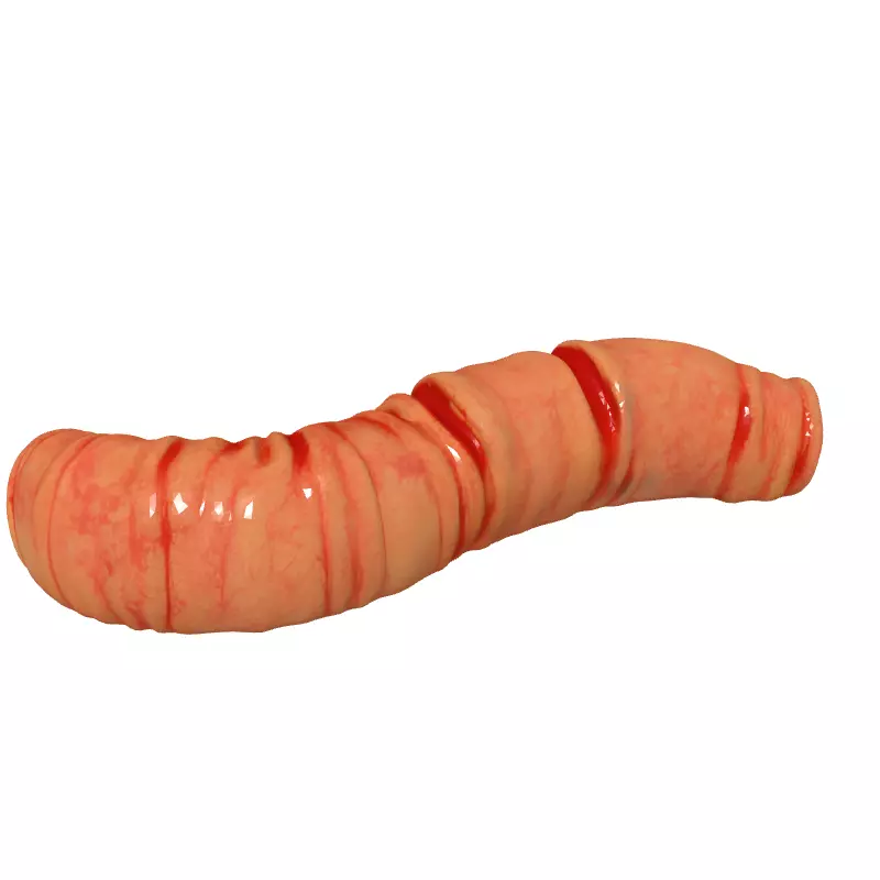 Realistic Segmented Earthworm 3D Model Low-poly 3D model_2