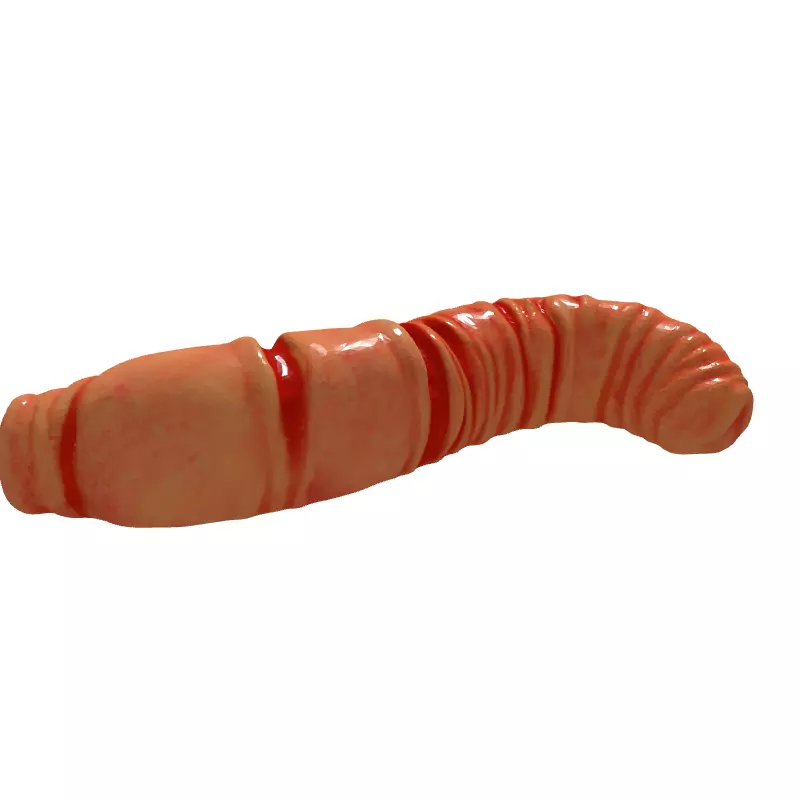 Realistic Segmented Earthworm 3D Model Low-poly 3D model_6