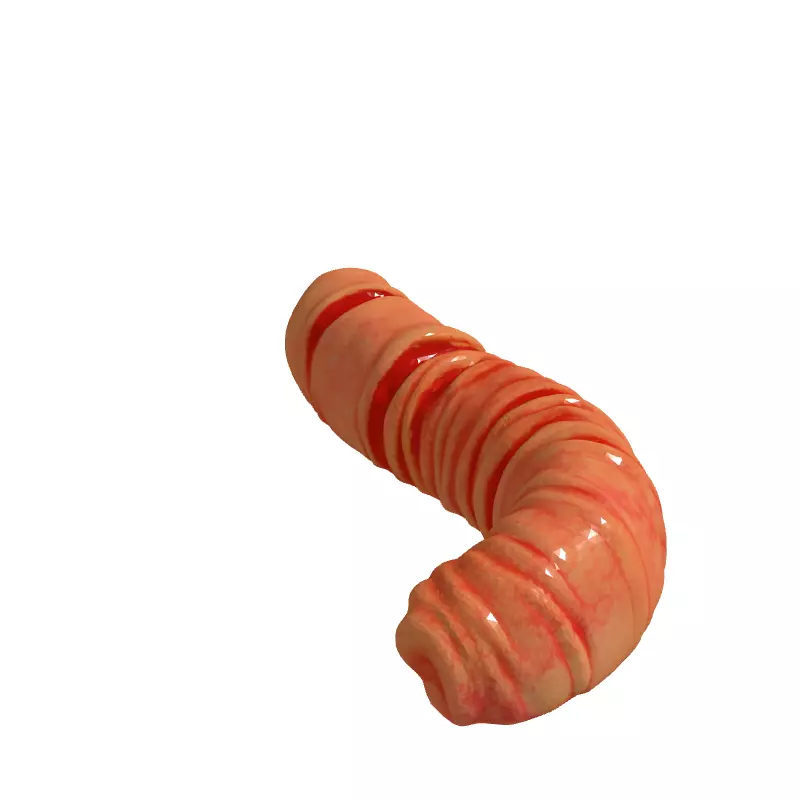 Realistic Segmented Earthworm 3D Model Low-poly 3D model_3