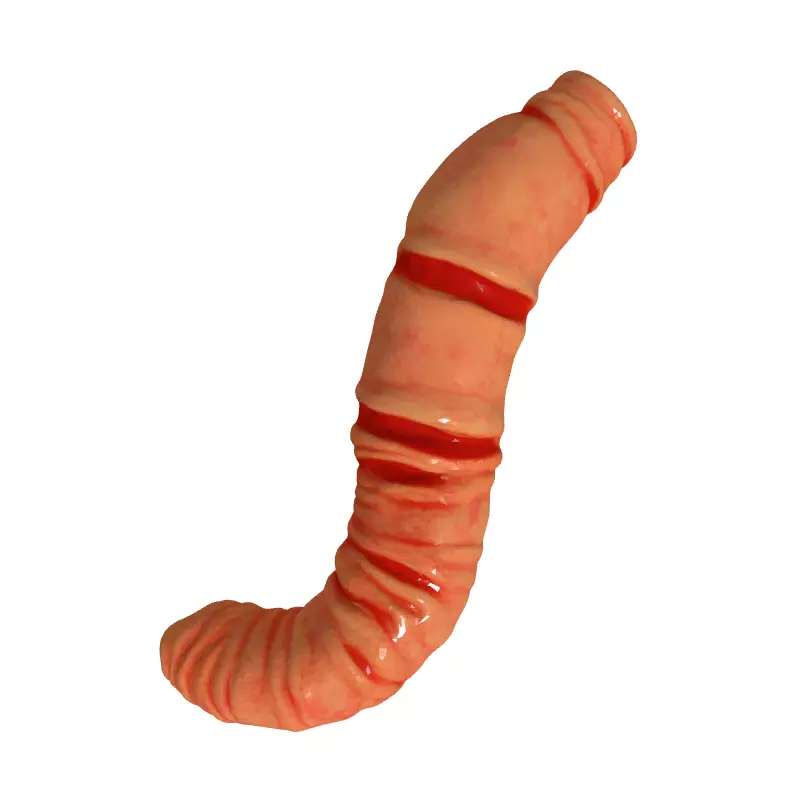 Realistic Segmented Earthworm 3D Model Low-poly 3D model_8