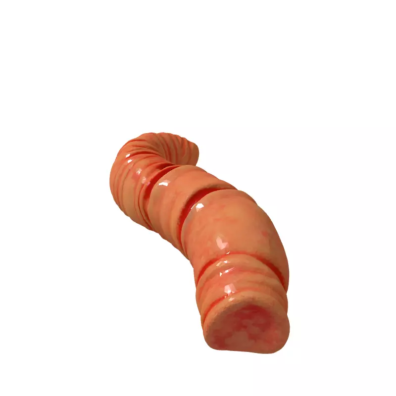Realistic Segmented Earthworm 3D Model Low-poly 3D model_5