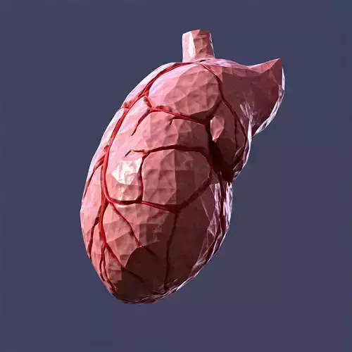 LowPoly Stylized Human Heart Low-poly 3D model