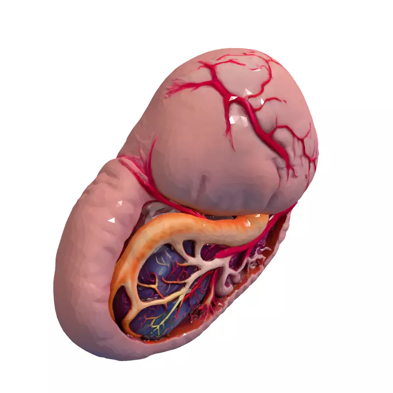 Realistic Human Spleen 3D Model Low-poly 3D model_3