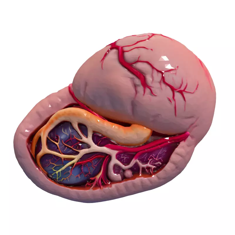 Realistic Human Spleen 3D Model Low-poly 3D model_4