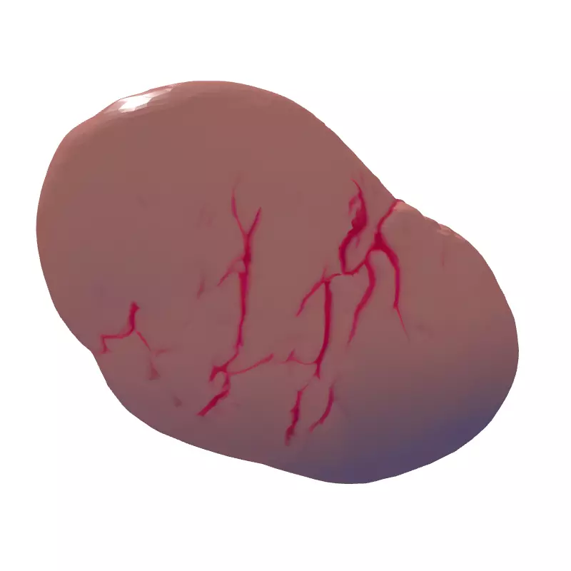Realistic Human Spleen 3D Model Low-poly 3D model_7
