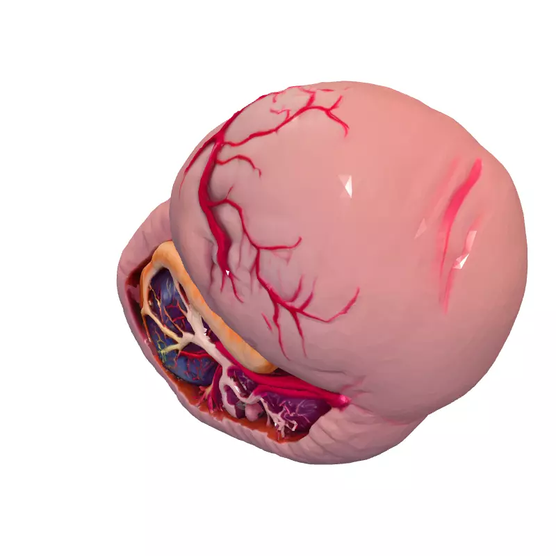 Realistic Human Spleen 3D Model Low-poly 3D model_2