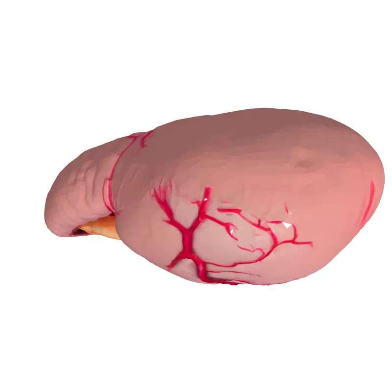 Realistic Human Spleen 3D Model Low-poly 3D model_8