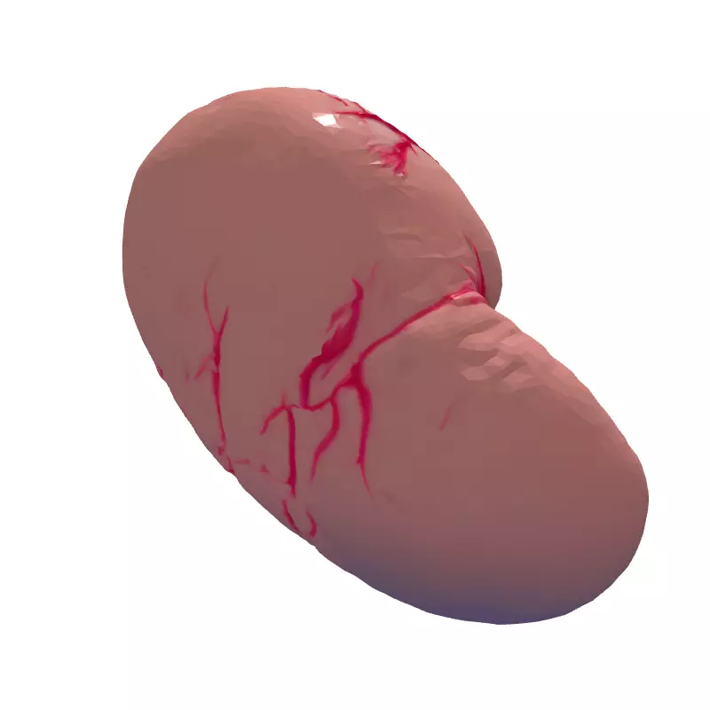 Realistic Human Spleen 3D Model Low-poly 3D model_6