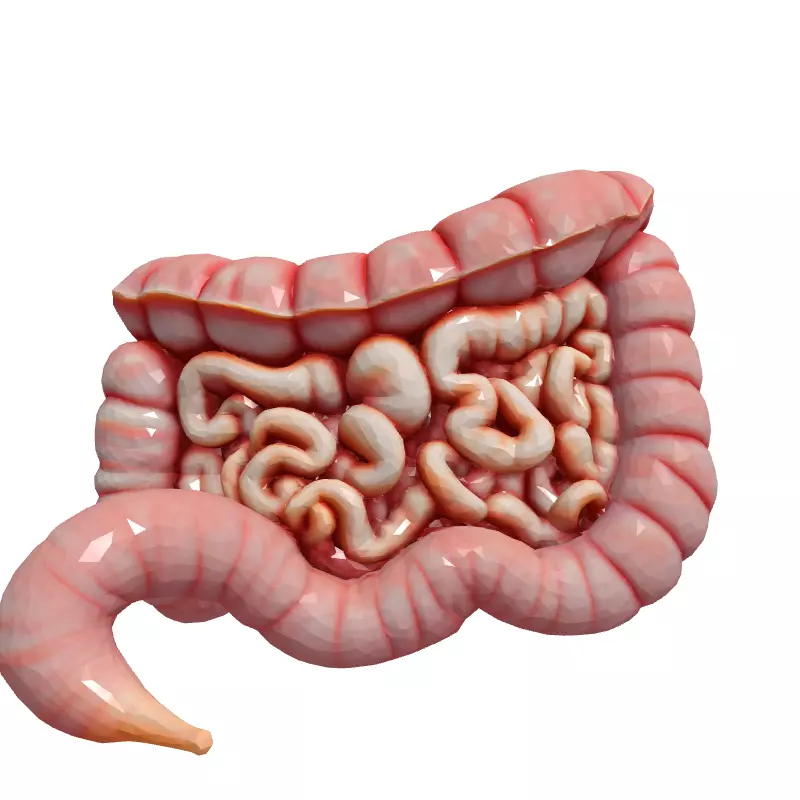 Realistic Human Intestines 3D Model Low-poly 3D model_4