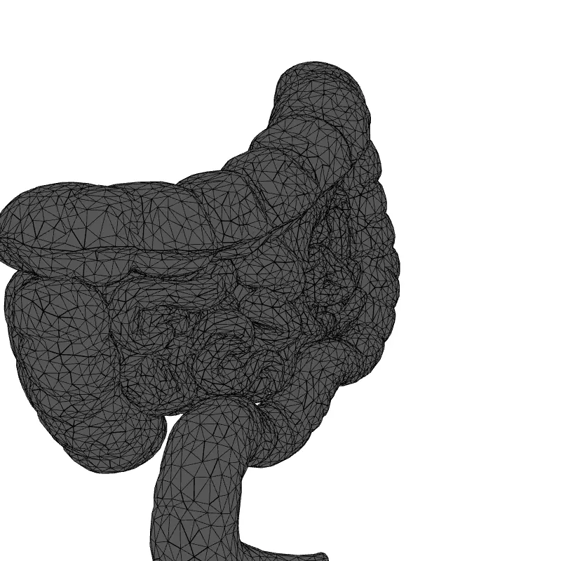 Realistic Human Intestines 3D Model Low-poly 3D model_1