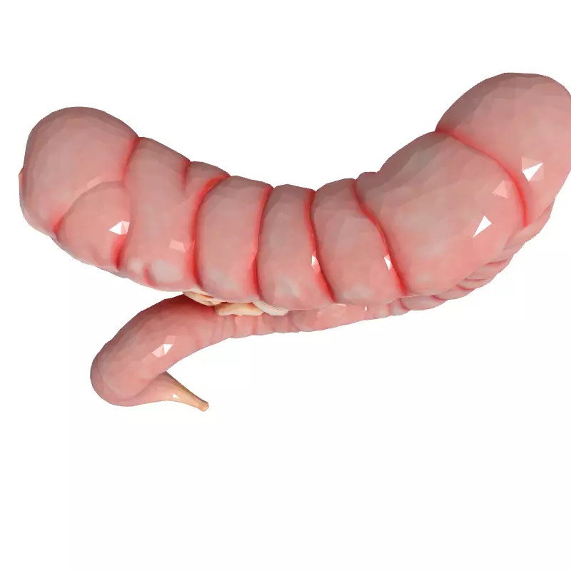 Realistic Human Intestines 3D Model Low-poly 3D model_8