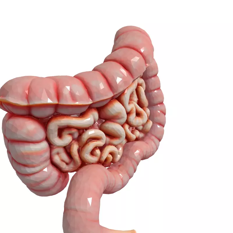 Realistic Human Intestines 3D Model Low-poly 3D model_3