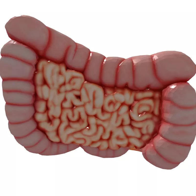 Realistic Human Intestines 3D Model Low-poly 3D model_7