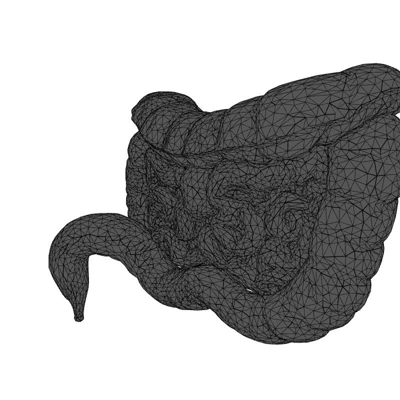 Realistic Human Intestines 3D Model Low-poly 3D model_9