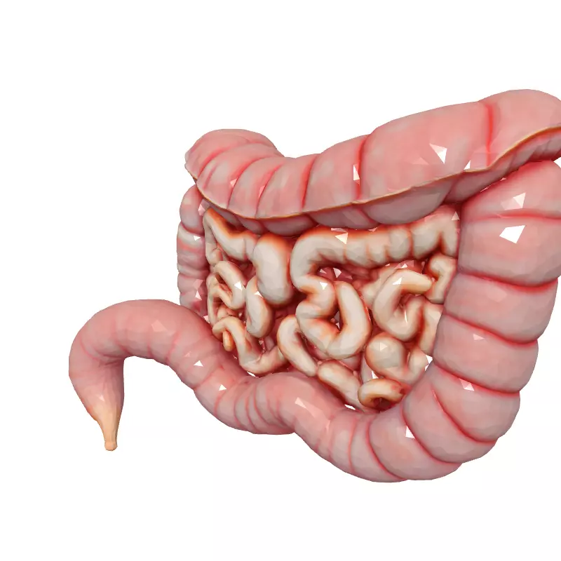 Realistic Human Intestines 3D Model Low-poly 3D model_2