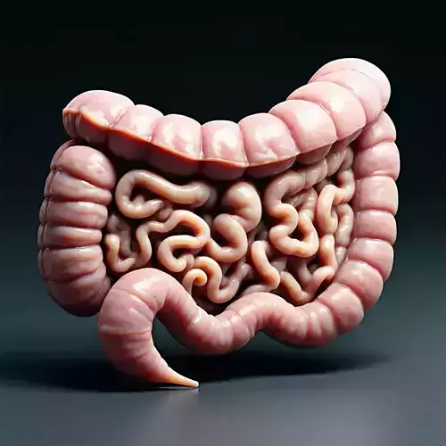 Realistic Human Intestines 3D Model Low-poly 3D model Realistic Human Intestines 3D Model Low-poly 3D model