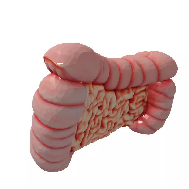 Realistic Human Intestines 3D Model Low-poly 3D model_5