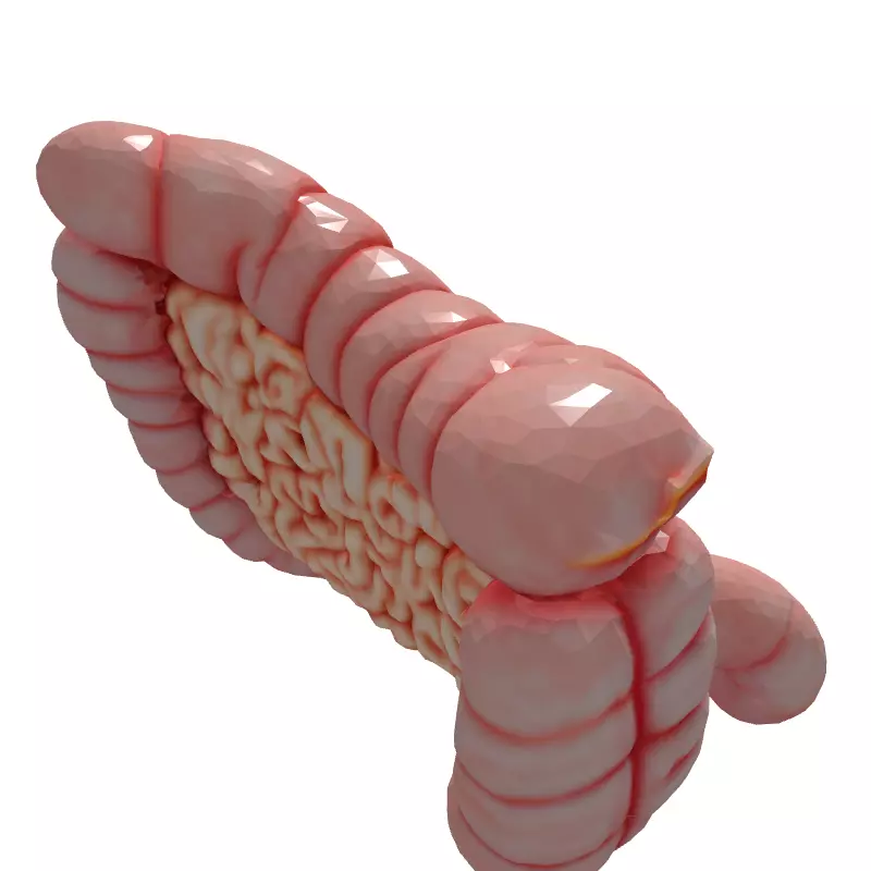 Realistic Human Intestines 3D Model Low-poly 3D model_6
