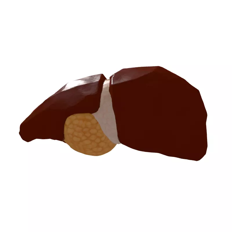 Low Poly Human Liver 3D Model Low-poly 3D model_7