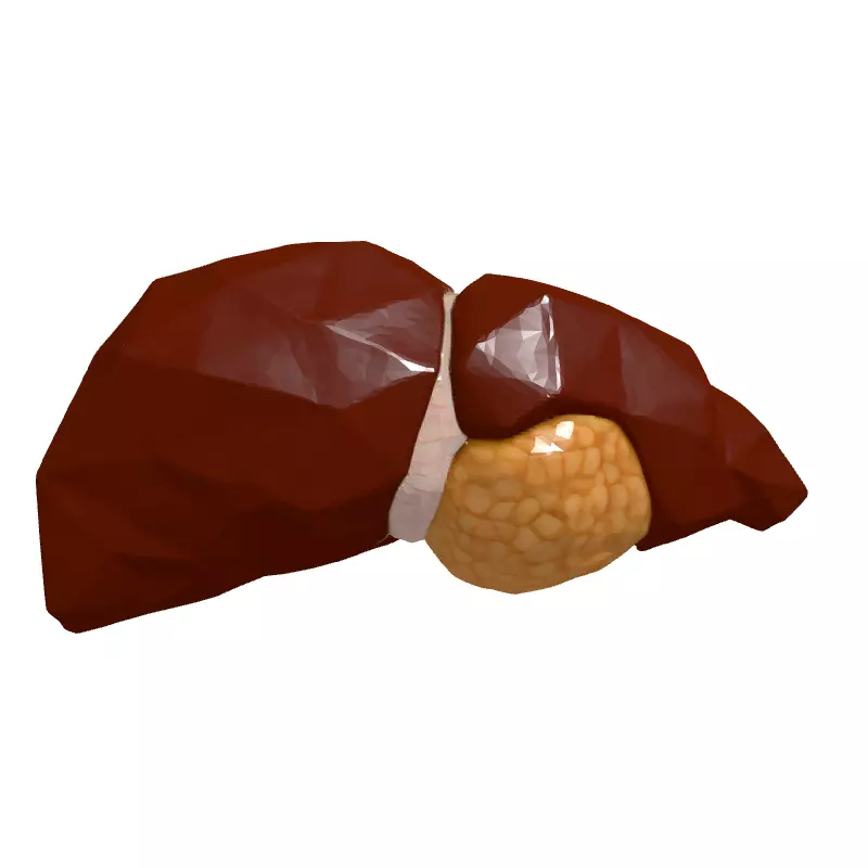 Low Poly Human Liver 3D Model Low-poly 3D model_4