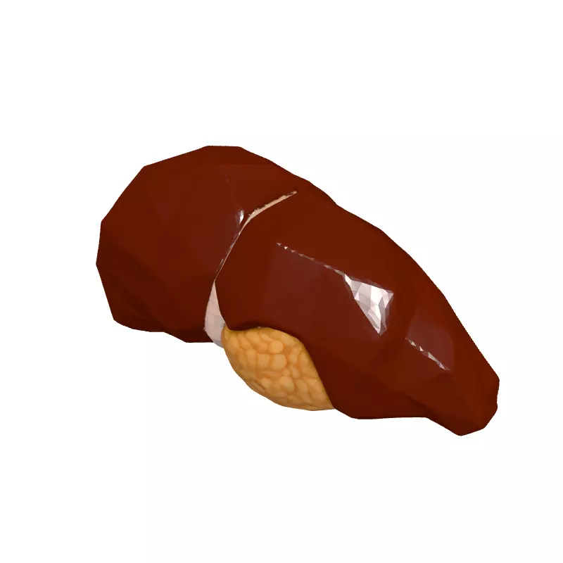 Low Poly Human Liver 3D Model Low-poly 3D model_2