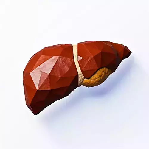 Low Poly Human Liver 3D Model Low-poly 3D model