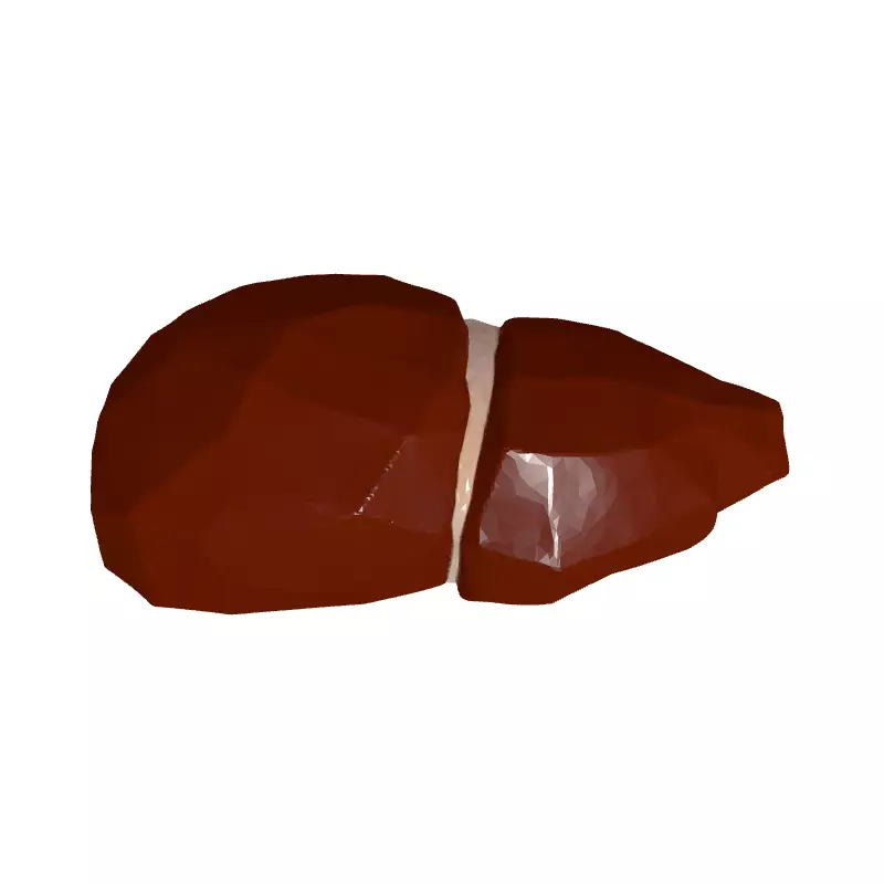 Low Poly Human Liver 3D Model Low-poly 3D model_8