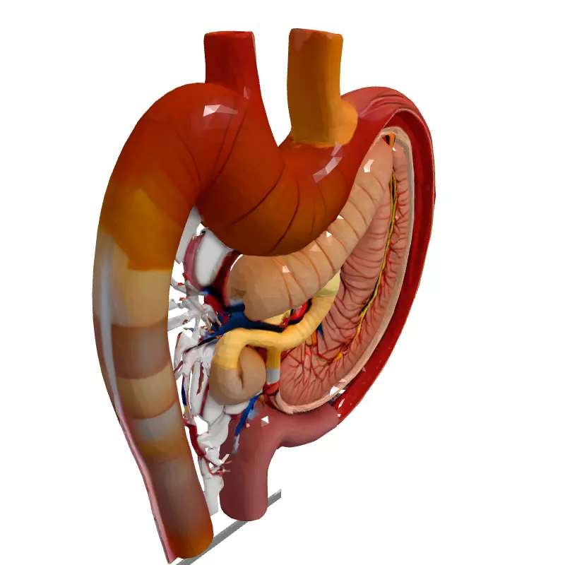 Realistic Human Digestive System Model Low-poly 3D model_3