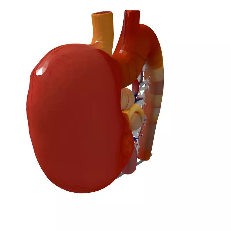 Realistic Human Digestive System Model Low-poly 3D model_5