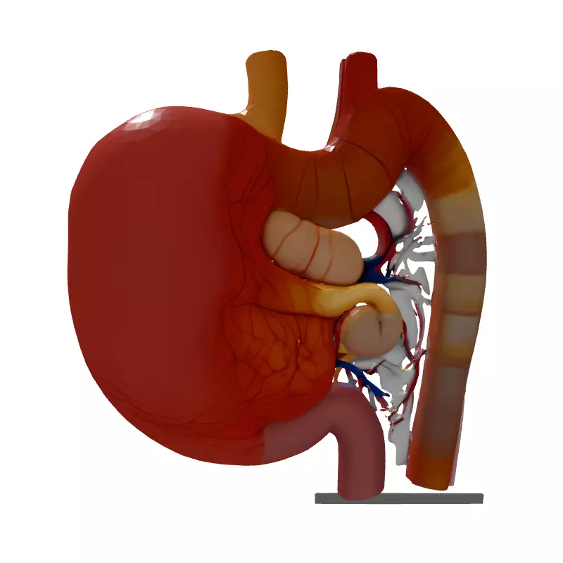 Realistic Human Digestive System Model Low-poly 3D model_7