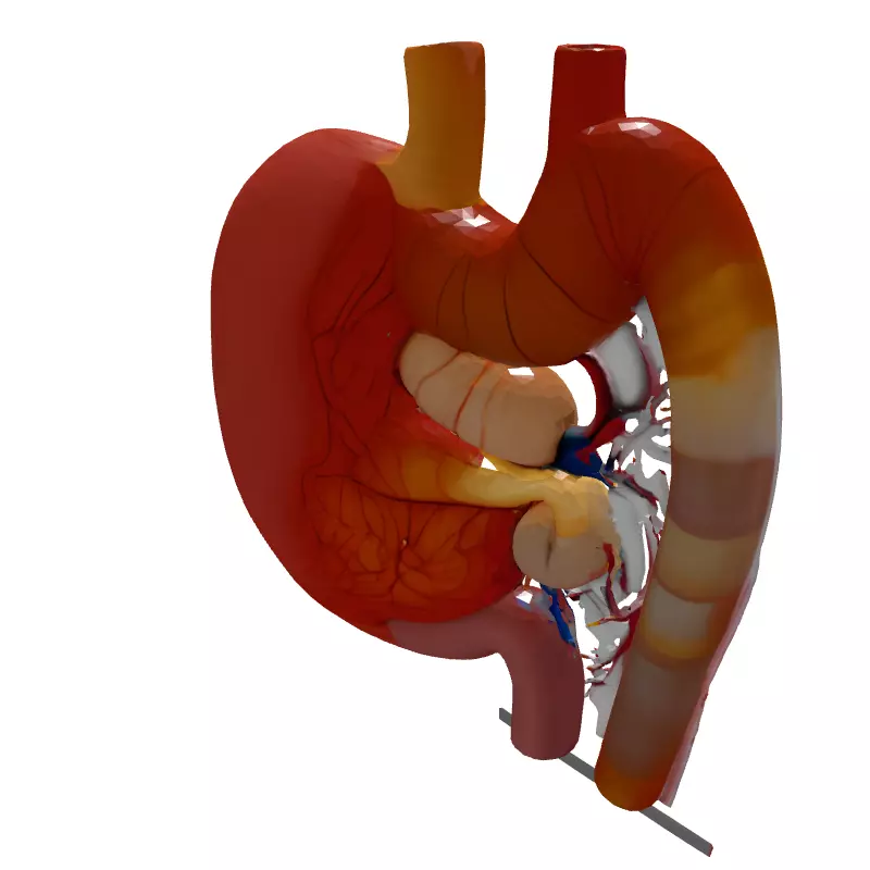 Realistic Human Digestive System Model Low-poly 3D model_6