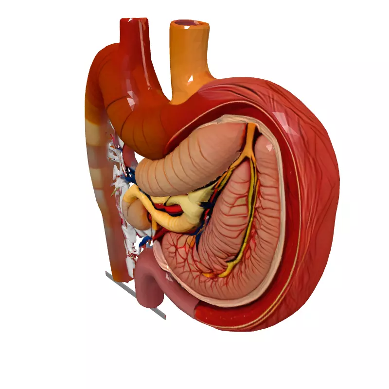 Realistic Human Digestive System Model Low-poly 3D model_2