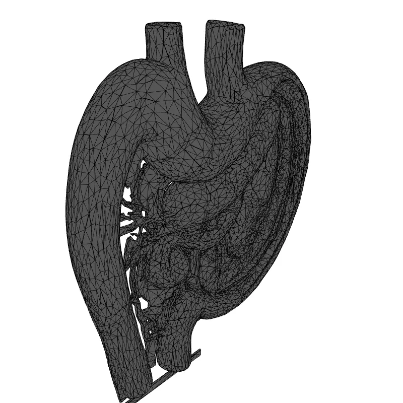 Realistic Human Digestive System Model Low-poly 3D model_1