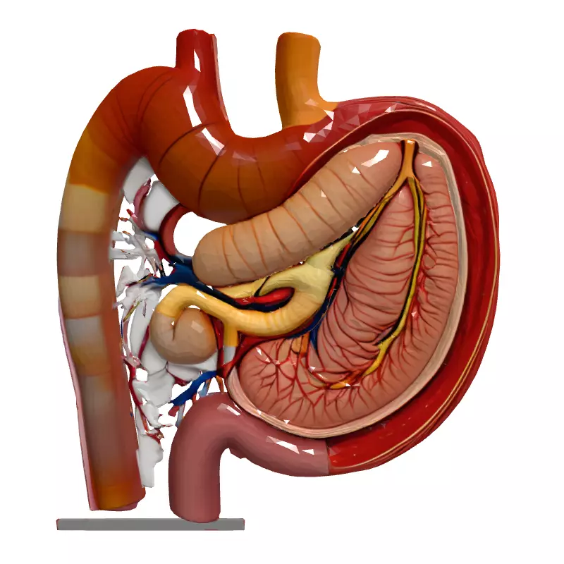 Realistic Human Digestive System Model Low-poly 3D model_4