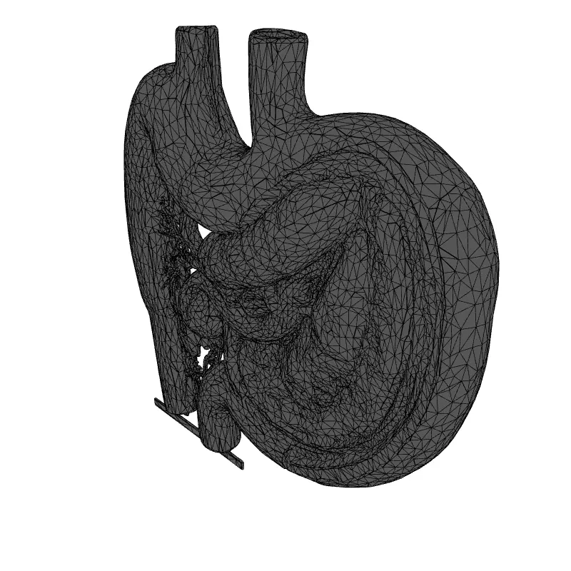 Realistic Human Digestive System Model Low-poly 3D model_9