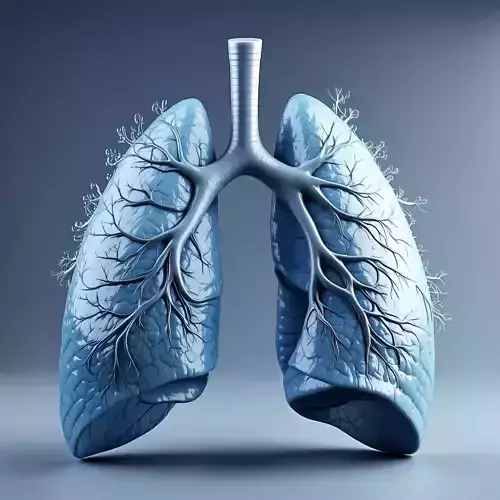 Realistic Human Lungs 3D Model