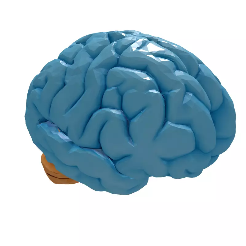 Low Poly Human Brain 3D Model Low-poly 3D model_6
