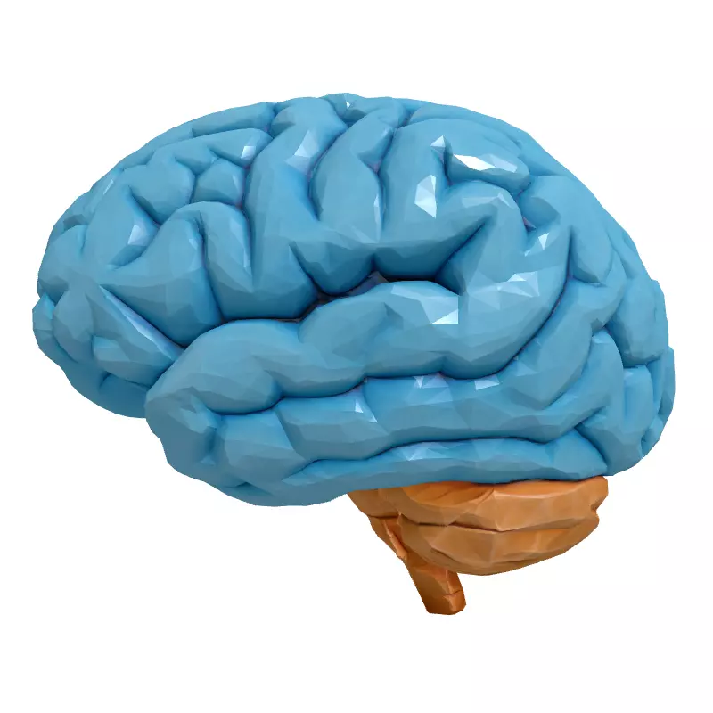 Low Poly Human Brain 3D Model Low-poly 3D model_4