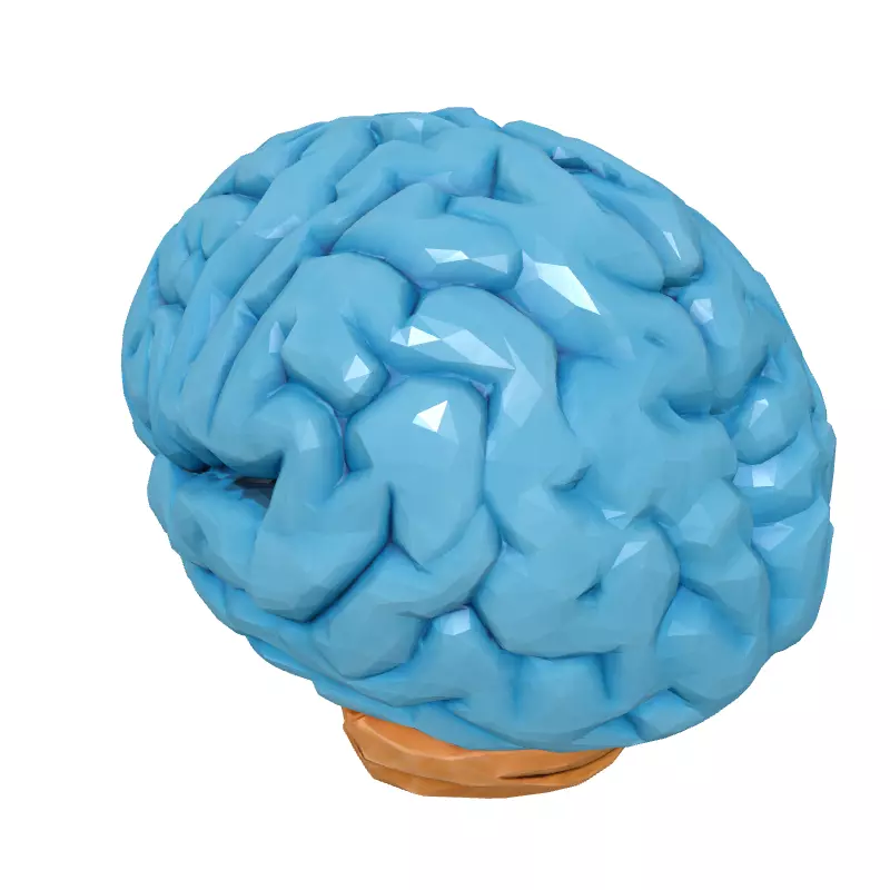 Low Poly Human Brain 3D Model Low-poly 3D model_2