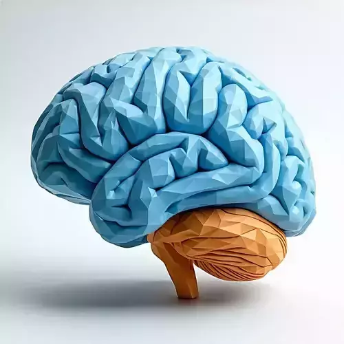 Low Poly Human Brain 3D Model Low-poly 3D model Low Poly Human Brain 3D Model Low-poly 3D model
