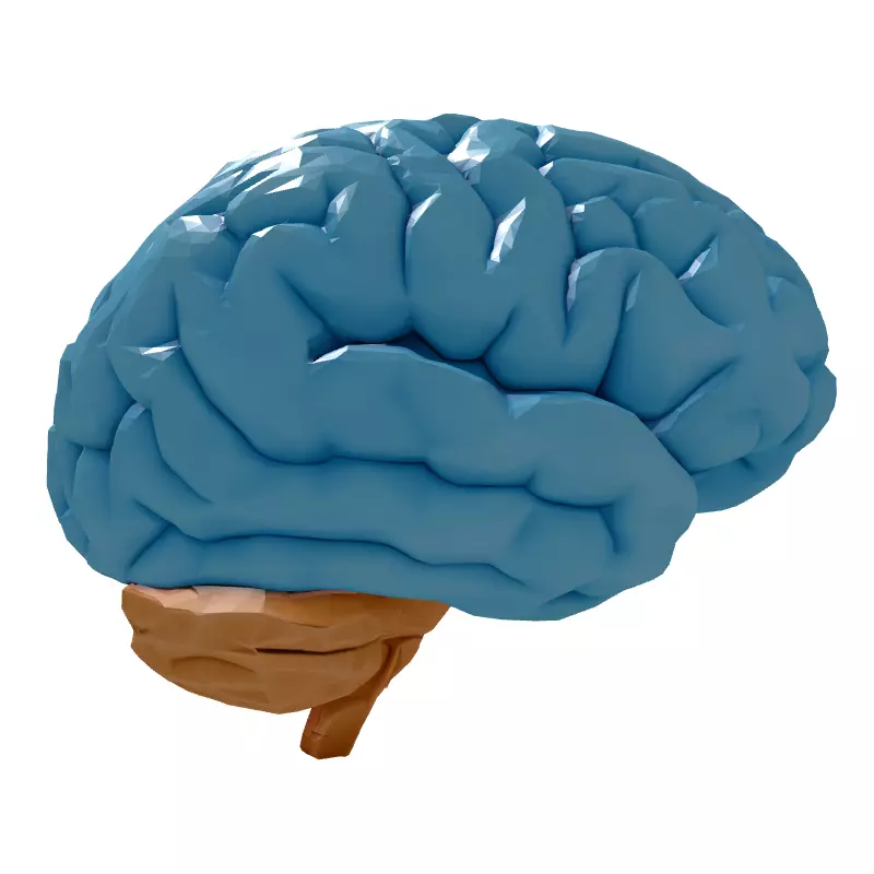 Low Poly Human Brain 3D Model Low-poly 3D model_7