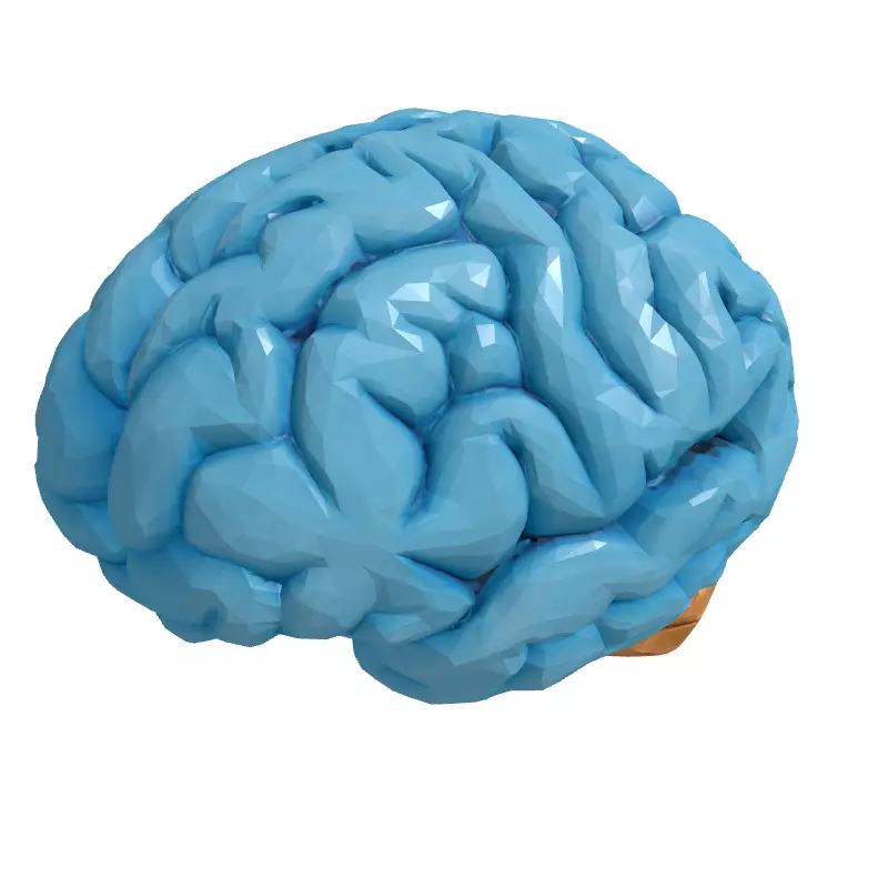 Low Poly Human Brain 3D Model Low-poly 3D model_3
